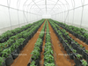 Single Tunnel Greenhouse