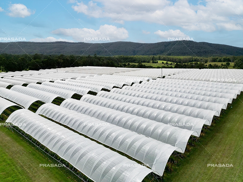 Polytunnel Greenhouse (1)