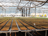 Mesh Seed Bench System 