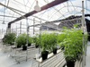 Light Deprivation Greenhouse