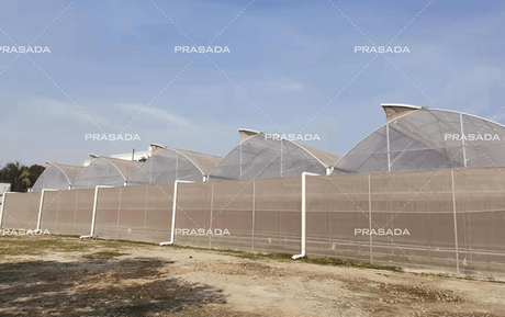 Bangladesh-Plastic-Film-Greenhouse.png