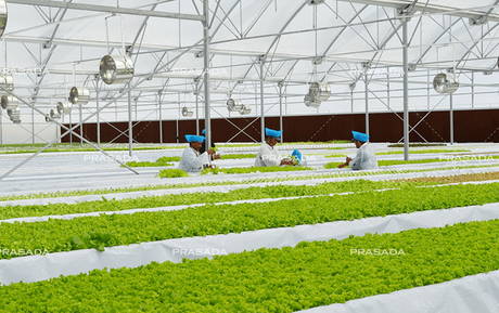 Saudi-Arabia-High-Tech-Greenhouse-Boosts-Fresh-Produce-Production-in-Riyadh.png