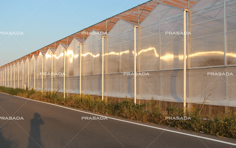 Japan-Rose-Venlo-PC-Greenhouse-Farm.png