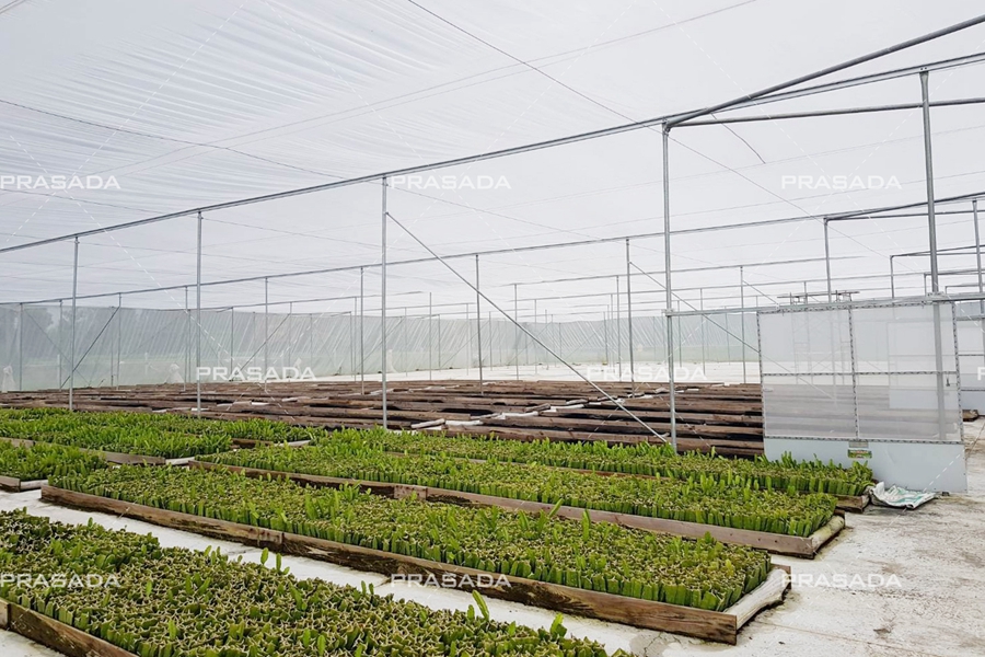 greenhouse3
