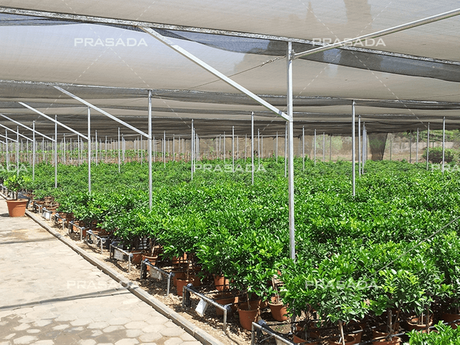 Plastic Greenhouses.png