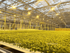 Glass Greenhouse