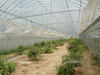 Multi Tunnel Greenhouse 