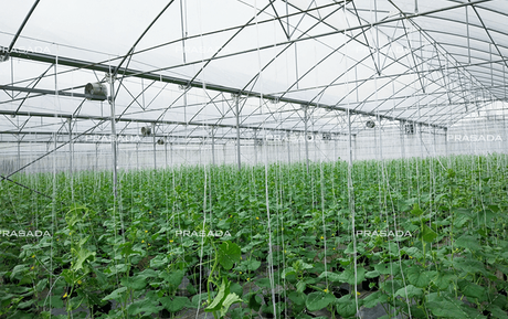 Malaysia-multi-span-plastic-greenhouse-for-melon-planting.png