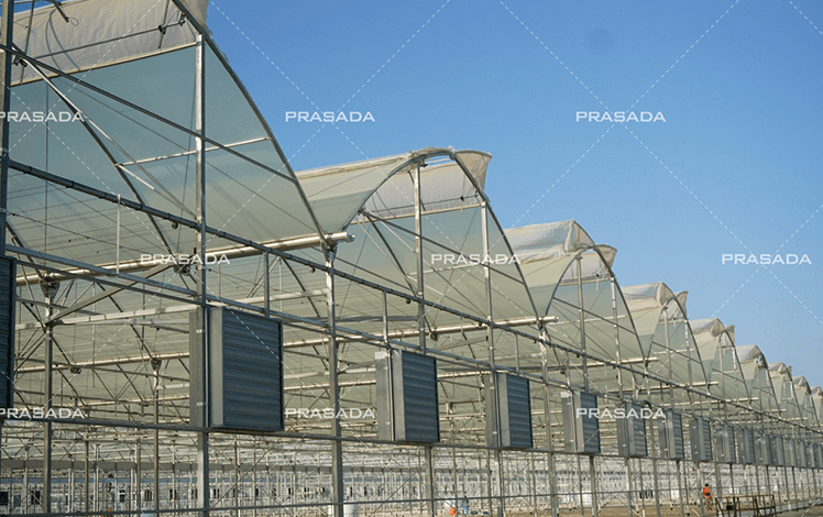 Bahrain-The-Charm-of-Yellow-Film-Greenhouse.png
