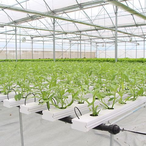 NFT Hydroponic System