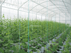 Single Tunnel Greenhouse