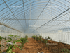 Multi Tunnel Greenhouse 