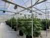 Light Deprivation Greenhouse