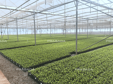 Multispan-Plastic-Greenhouse-(2).png