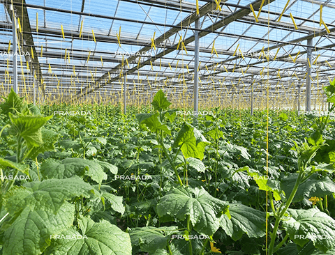 Mongolia Venlo Glass Greenhouse With Turnkey Solution