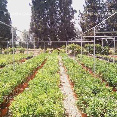 What's The Difference Between A Greenhouse And A Shade House?