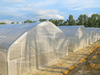 Single Tunnel Greenhouse