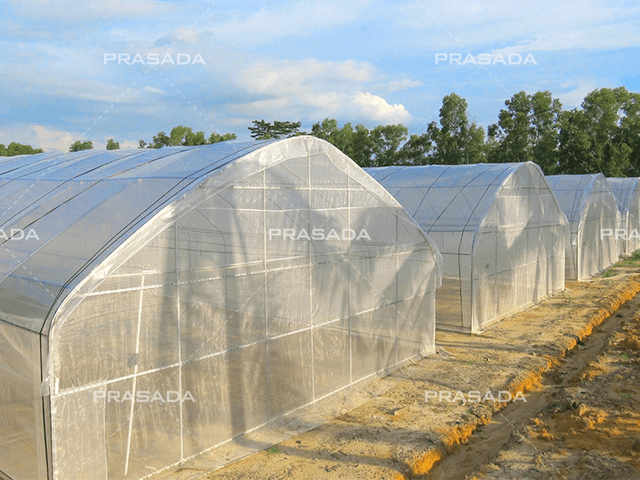 Single Tunnel Greenhouse