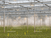 Fogging System