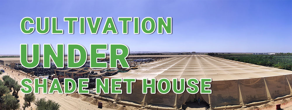 shade net house (10)
