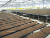 Mesh Seed Bench System 