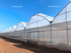 Multi-span Plastic Greenhouse