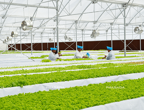 Saudi Arabia—Cooling Down The Greenhouse Is The First Propriety