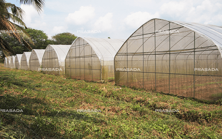 Supply-the-Perfect-Greenhouse-Solution-for-Indonesia.png