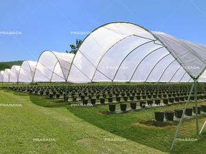 Polytunnel Greenhouse