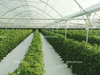 Economical Tropical Film Greenhouse