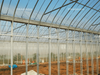 Multi Tunnel Greenhouse 