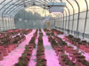 Light Deprivation Greenhouse