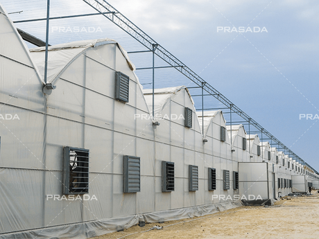 Multispan-Plastic-Greenhouse-(4).png