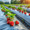 Plastic Ground Mulch Film Using in Agriculture
