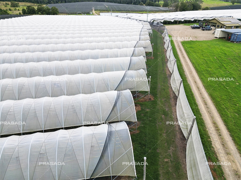 Polytunnel Greenhouse (3)