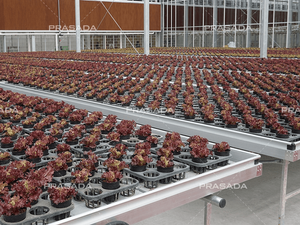 Ebb And Flow Bench System