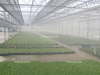 Fogging System
