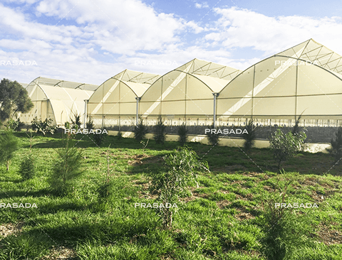 Kenya Rose Farm 