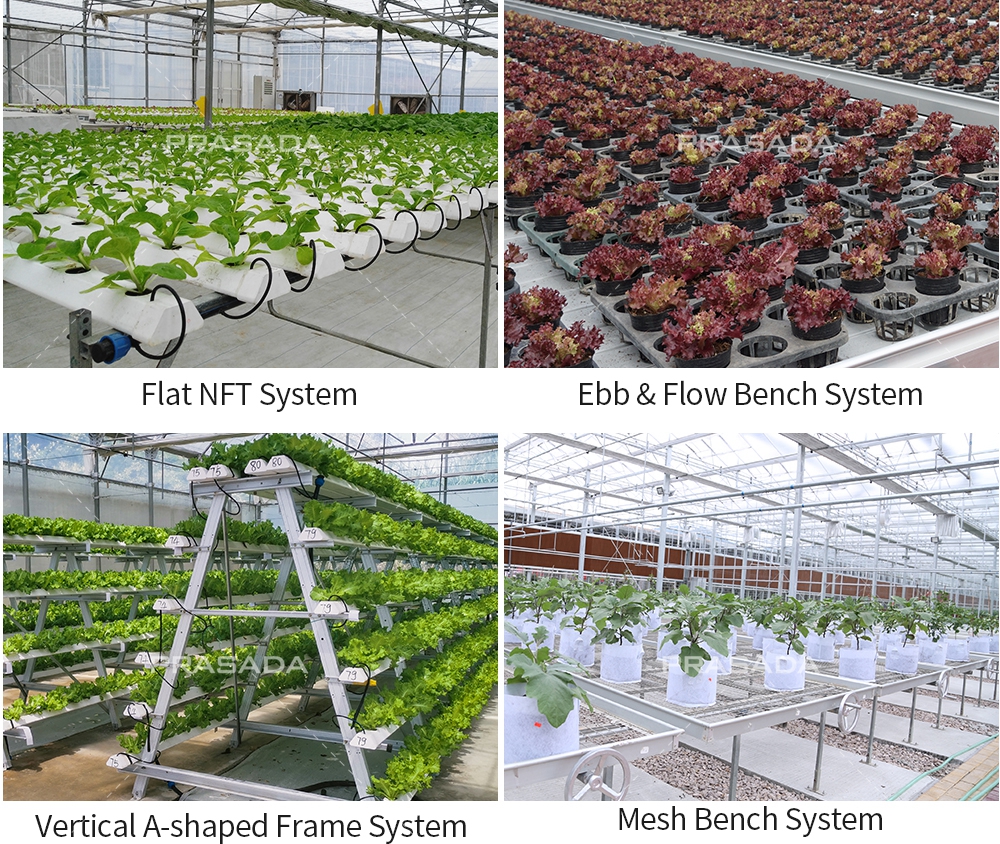 Why Polytunnel Greenhouses Are The Ideal Choice for Low-Investment Large Farms