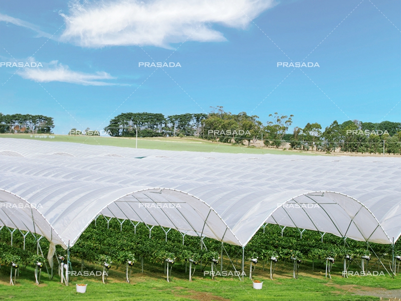 Polytunnel Greenhouse (4)
