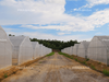 Single Tunnel Greenhouse