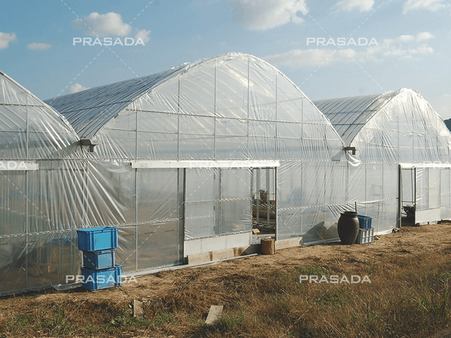 Multi Tunnel Greenhouse 