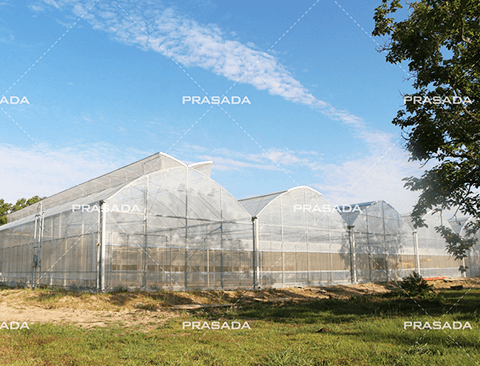 Houston Microgreen Planting Plastic Film Greenhouse
