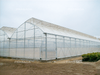 Multi-span Plastic Greenhouse