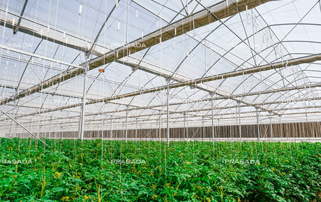 Tropical-Film-Greenhouse-empower-UAE-agriculture.png