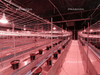 Light Deprivation Greenhouse