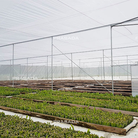 greenhouse3.jpg